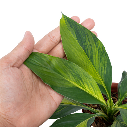 Spathiphyllum sensation aurea variegata