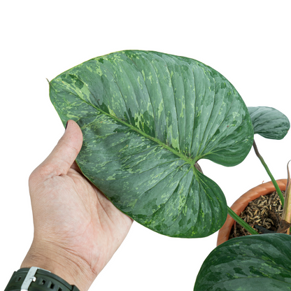 Philodendron Sodiroi Variegata - Fullvoksen størrelse