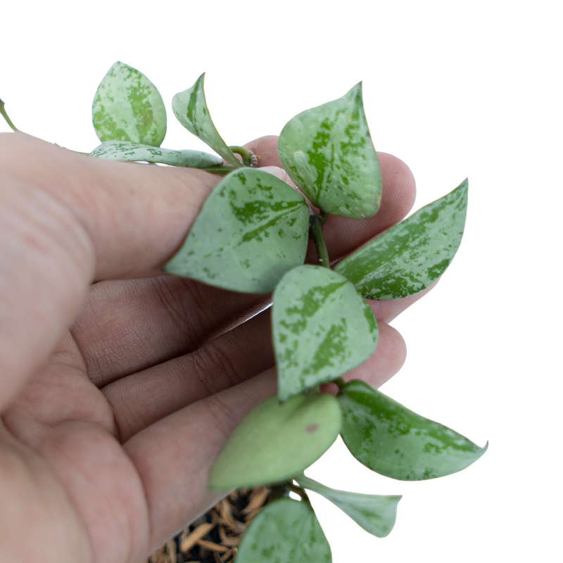 Hoya Lacunosa Silver Splash