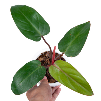 Philodendron Erubescens