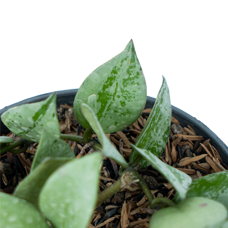 Hoya Lacunosa Silver Splash