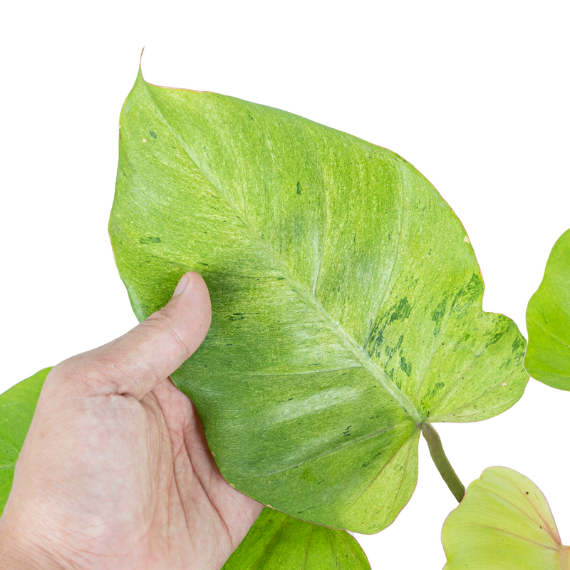 Philodendron Jungle fever variegata