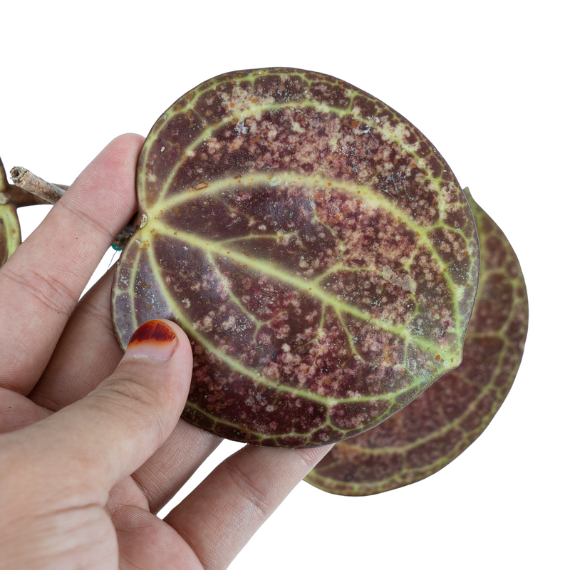 Hoya Latifolia sp Sarawak