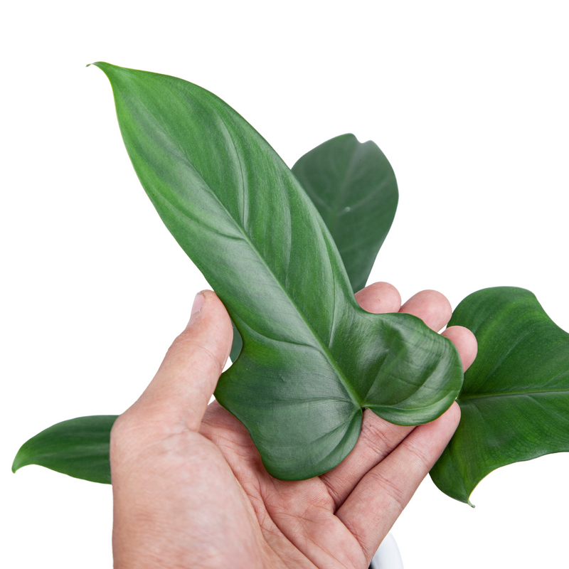 Philodendron Bipennifolium