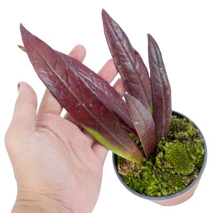 Hoya Sulawesiana Red