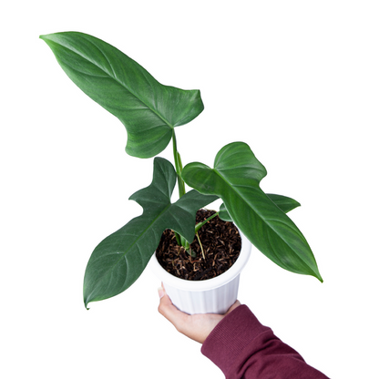 Philodendron Bipennifolium