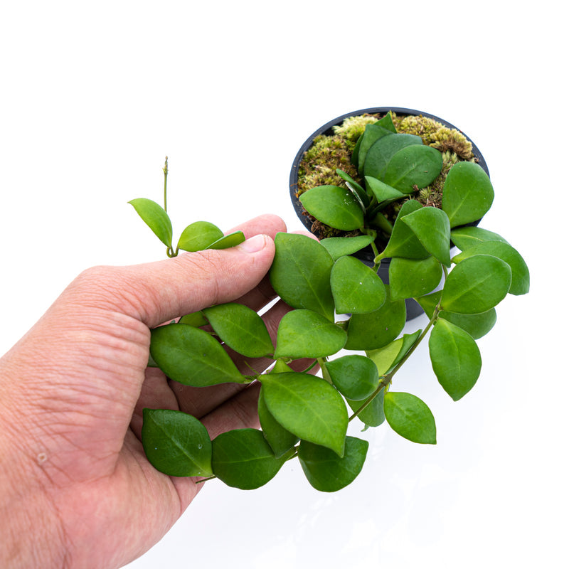 Hoya Lacunosa