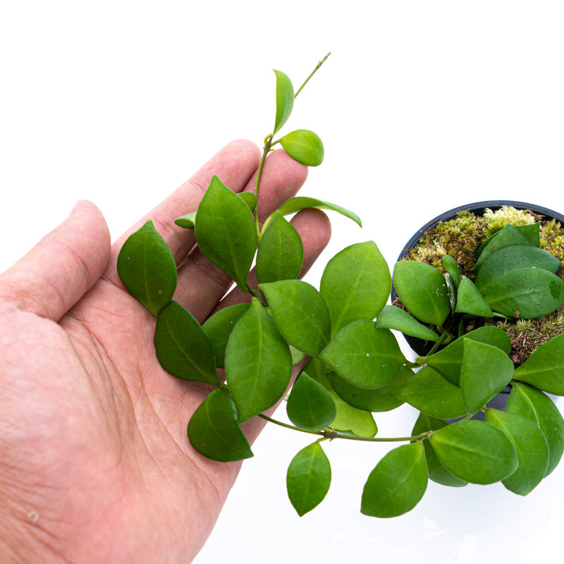 Hoya Lacunosa