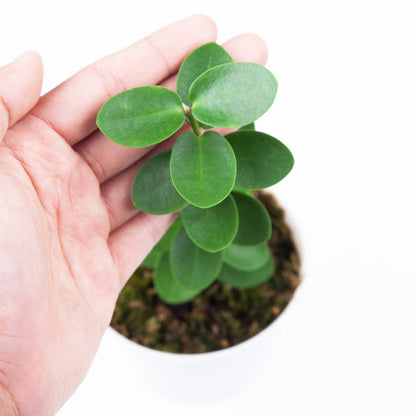 Hoya Cumingiana