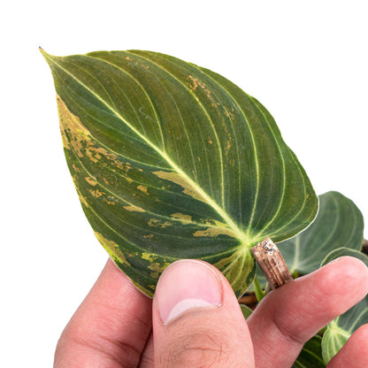 Philodendron melanochrysum variegata