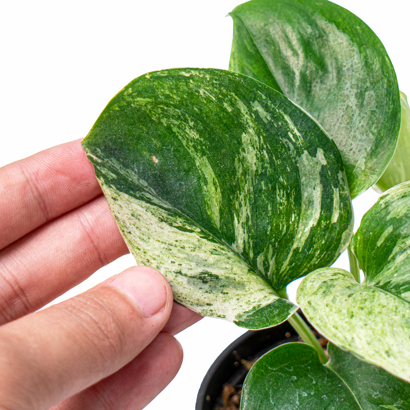 Scindapsus treubii moonlight marble variegata