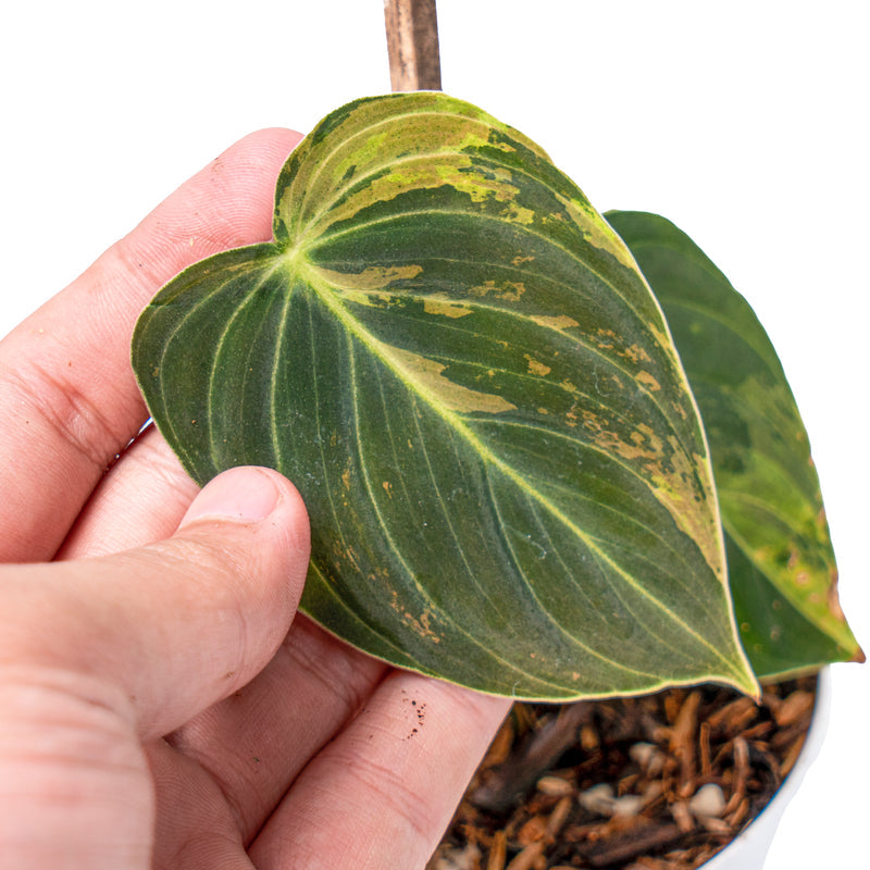 Philodendron melanochrysum variegata