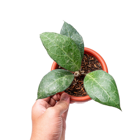 Hoya verticillata Sp. bogor