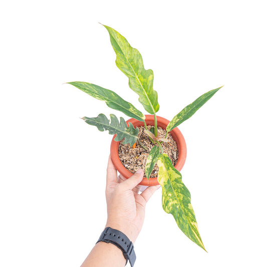 Philodendron caramel marble variegata