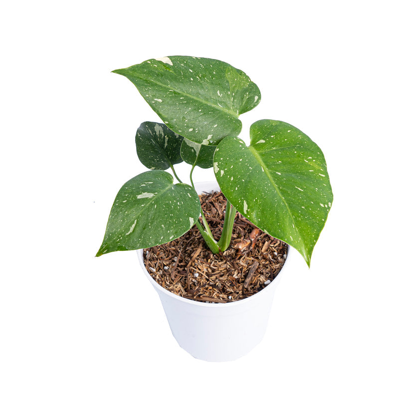 Monstera Thai Constellation small