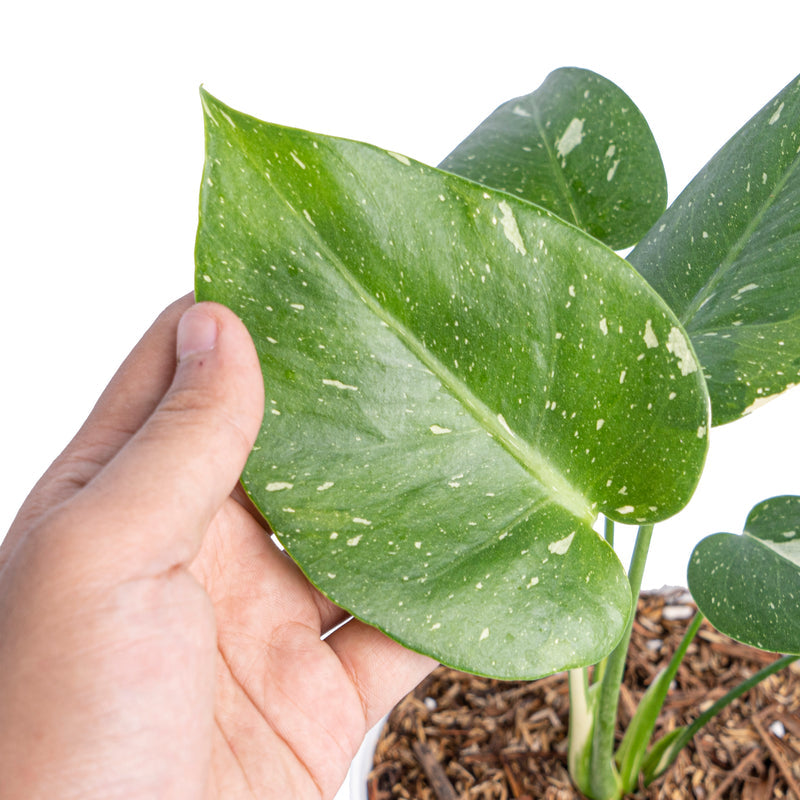 Monstera Thai Constellation small