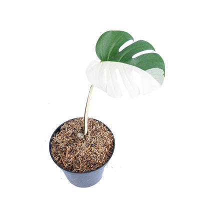 Monstera albo halfmoon - 1 blad