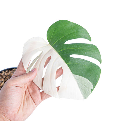 Monstera albo halfmoon - 1 blad