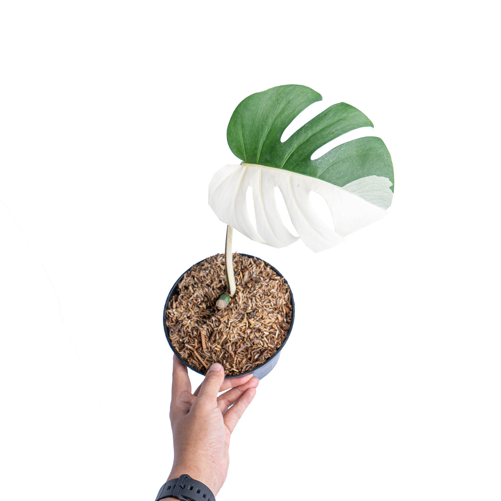 Monstera albo halfmoon - 1 blad