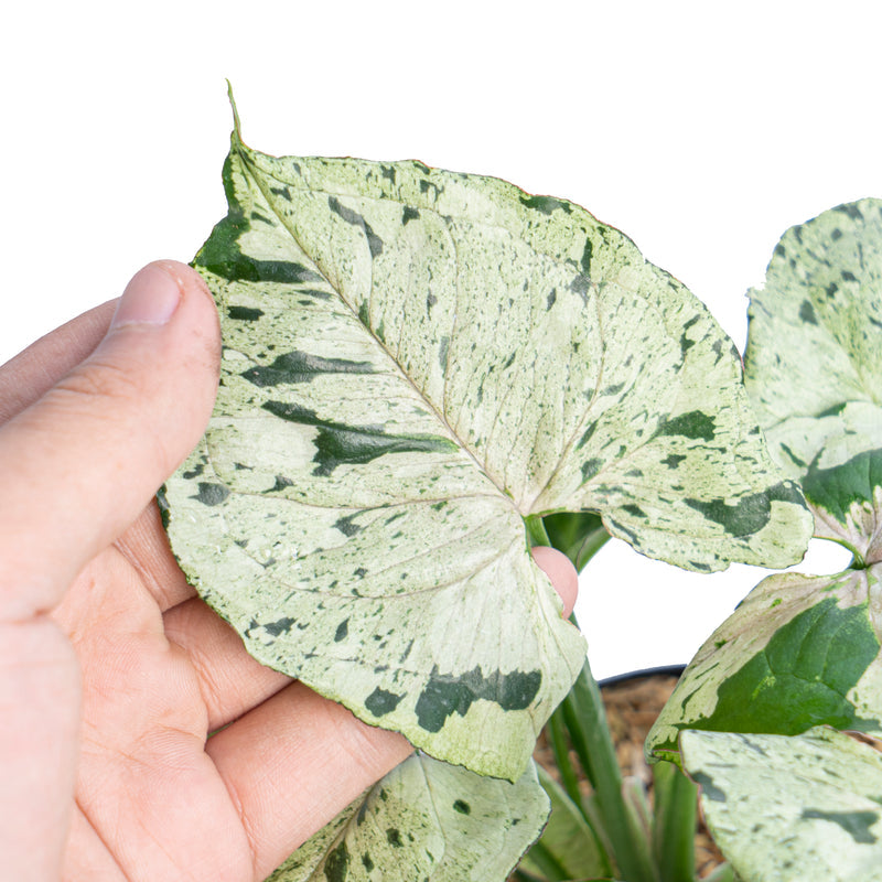 Syngonium green splash - Fullvoksen størrelse