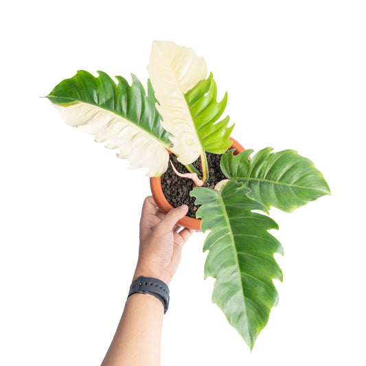 Philodendron green saw variegata