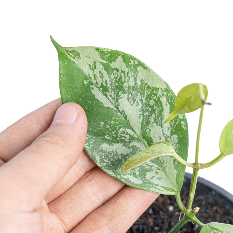 Hoya Coriacea splash