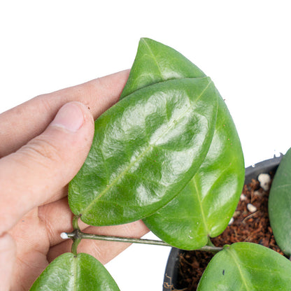 Hoya piestolepis