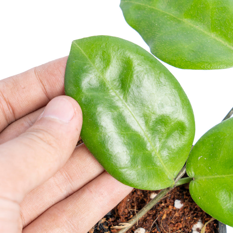 Hoya piestolepis