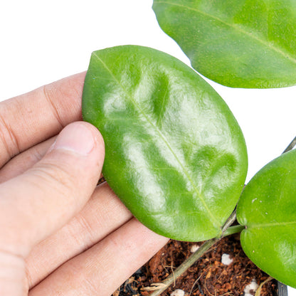 Hoya piestolepis