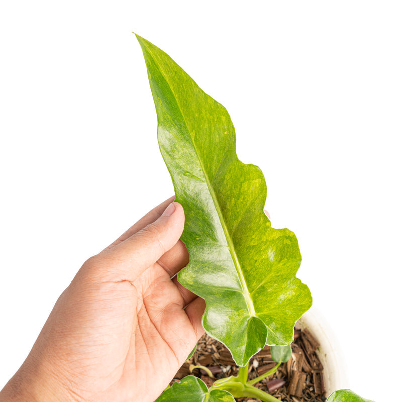 Philodendron bob cee variegata