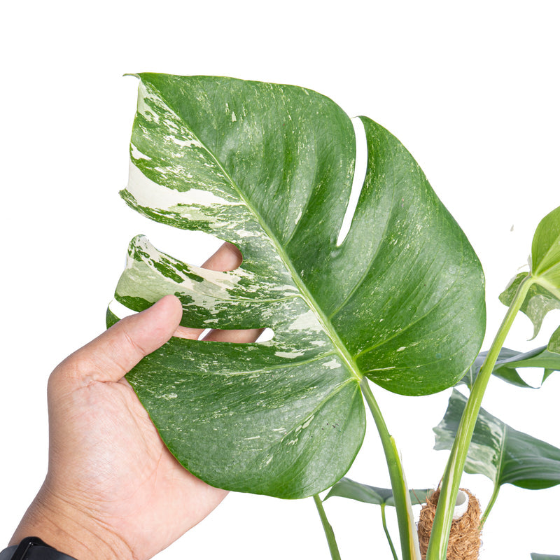 Monstera Albo Variegata - Fyldig og frodig