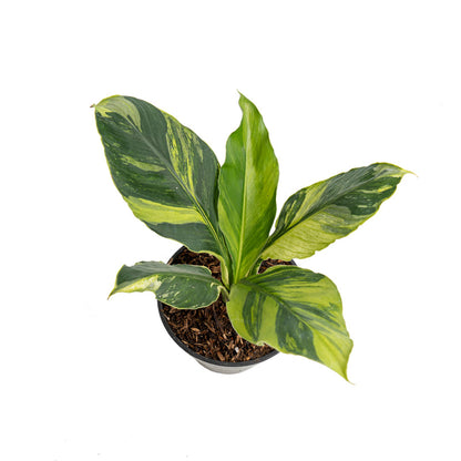 Spathiphyllum sensation aurea variegata