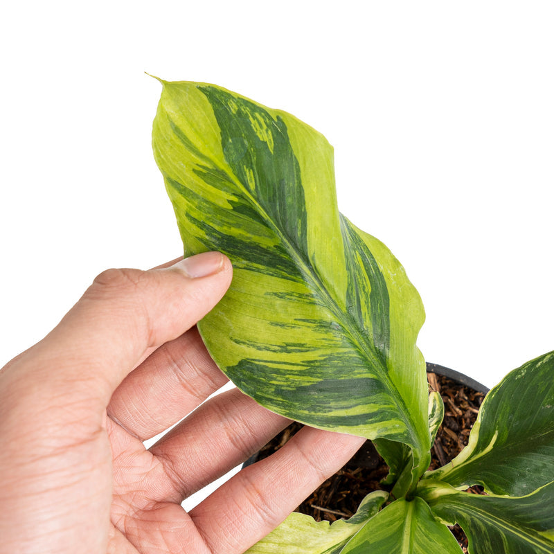 Spathiphyllum sensation aurea variegata