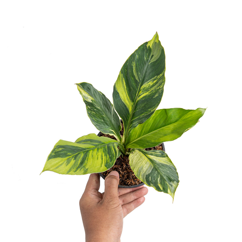 Spathiphyllum sensation aurea variegata