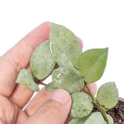 Hoya Lacunosa Silver Mint Coin