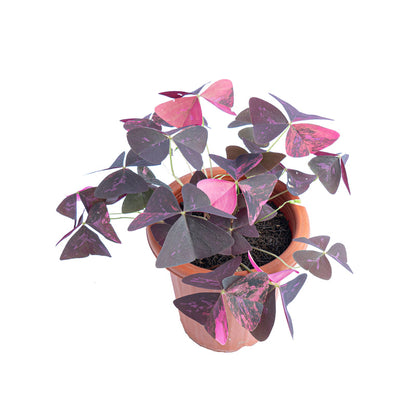 Oxalis triangularis variegata