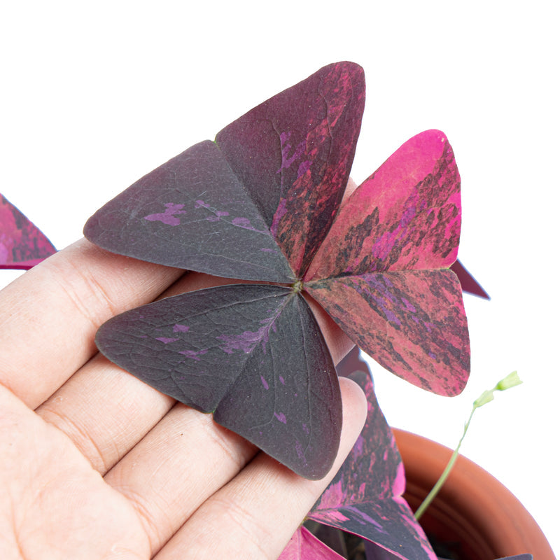 Oxalis triangularis variegata