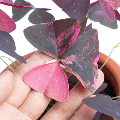 Oxalis triangularis variegata