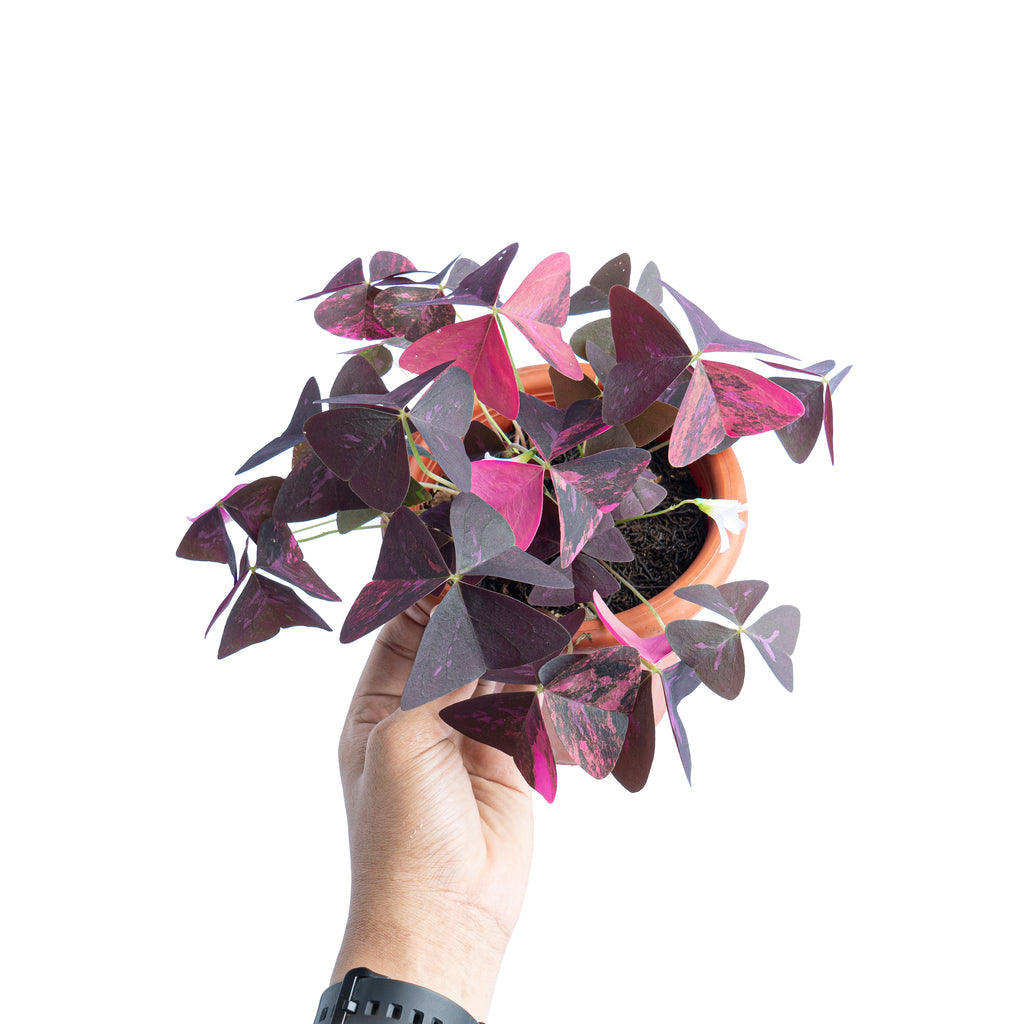 Oxalis triangularis variegata