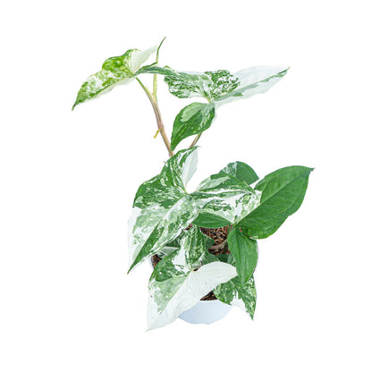 Syngonium Albo Variegata