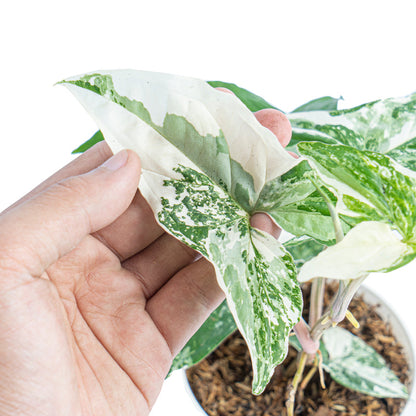 Syngonium Albo Variegata