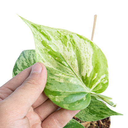 Philodendron hederaceum variegata