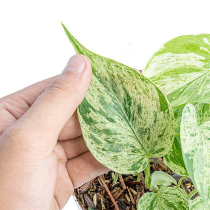 Philodendron hederaceum variegata