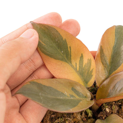 Philodendron black cardinal variegata