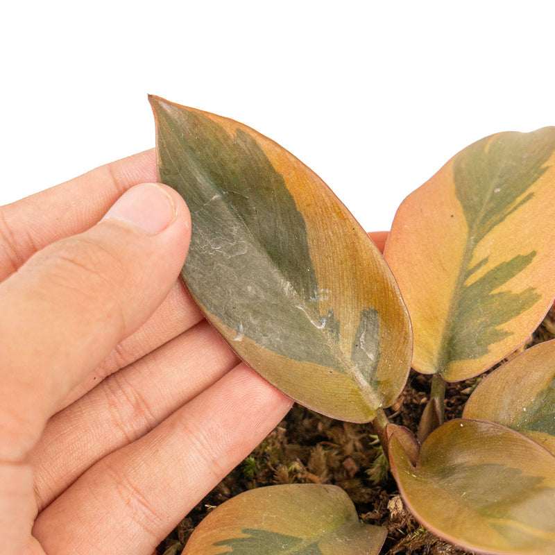 Philodendron black cardinal variegata