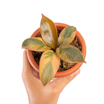 Philodendron black cardinal variegata