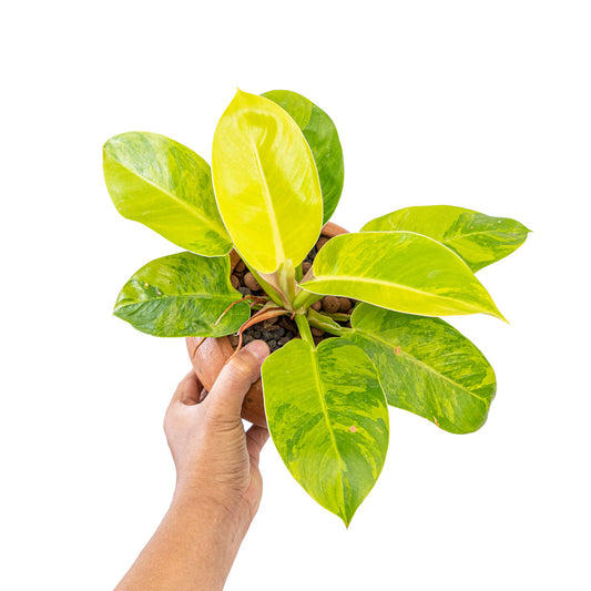 Philodendron moonlight variegata