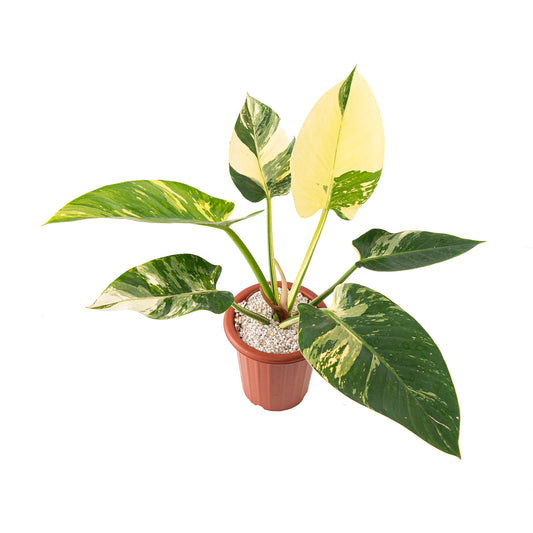 Philodendron green congo variegata