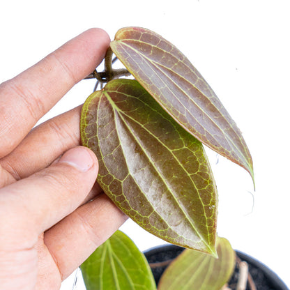 Hoya latifolia Sp Eban