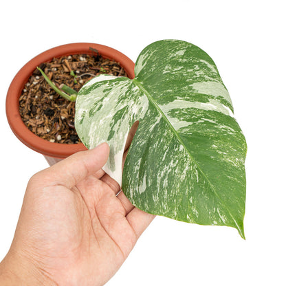 Monstera albo variegata - 1 blad